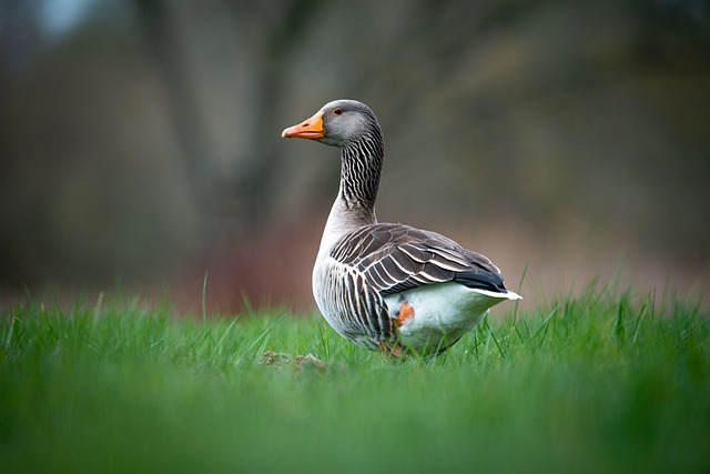 A picture of a duck