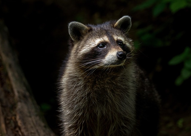 A picture of a racoon